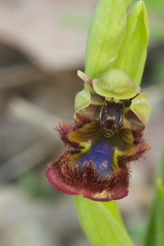 Ophrys speculum snob